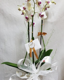 Orquídea con macetero