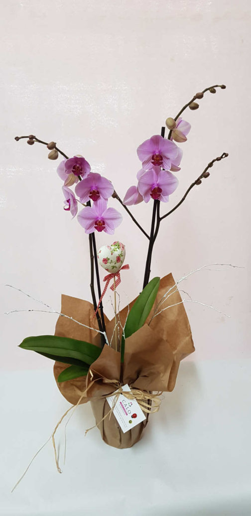 orquídeas malvas