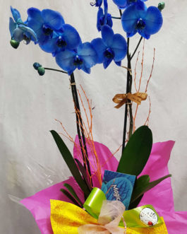 Orquídea Magic Blue