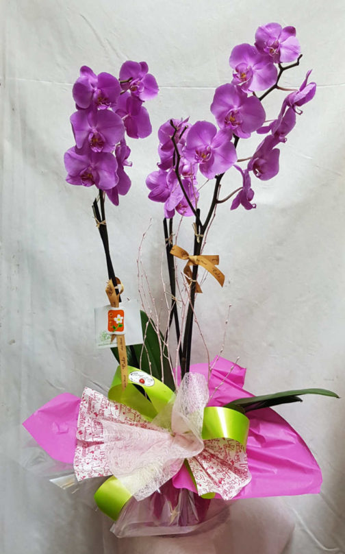 planta-orquidea-coruna