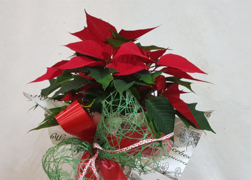 Poinsettias-para-regalar